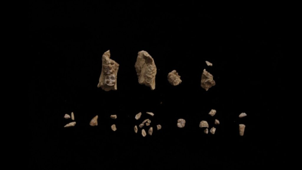 Fragments d'un os d'un spécimen juvénile avant assemblage. L'échantillon a été découvert en 29 morceaux, dont 27 ont été récupérés par tamisage et tri de la terre tamisée. // Source : Yohannes Haile-Selassie/ASU Fragments d'un os d'un spécimen juvénile avant assemblage. L'échantillon a été découvert en 29 morceaux, dont 27 ont été récupérés par tamisage et tri de la terre tamisée. // Source : Yohannes Haile-Selassie/ASU