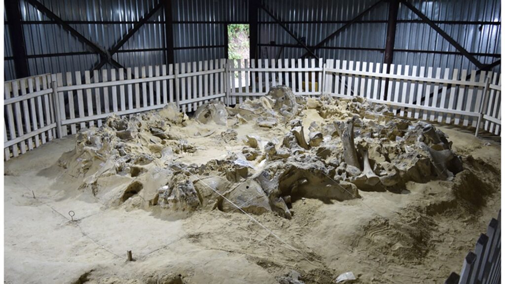 Photographie du logement 4 pendant l'excavation. // Source : A revised radiocarbon chronology for the mammoth bone structures and associated features at Mezhyrich, Ukraine Photographie du logement 4 pendant l'excavation. // Source : A revised radiocarbon chronology for the mammoth bone structures and associated features at Mezhyrich, Ukraine