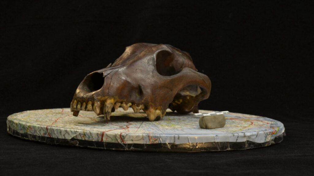 Photographie d'un crâne de canide archéologique utilisé pour la reconstruction photogrammétrique de modèles 3D dans l'étude. // Source : C. Ameen (Université d'Exeter)