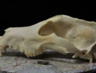 Photographie d'un crâne de chien moderne utilisé pour la reconstruction photogrammétrique des modèles 3D dans l'étude. // Source : C. Ameen (Université d'Exeter)
