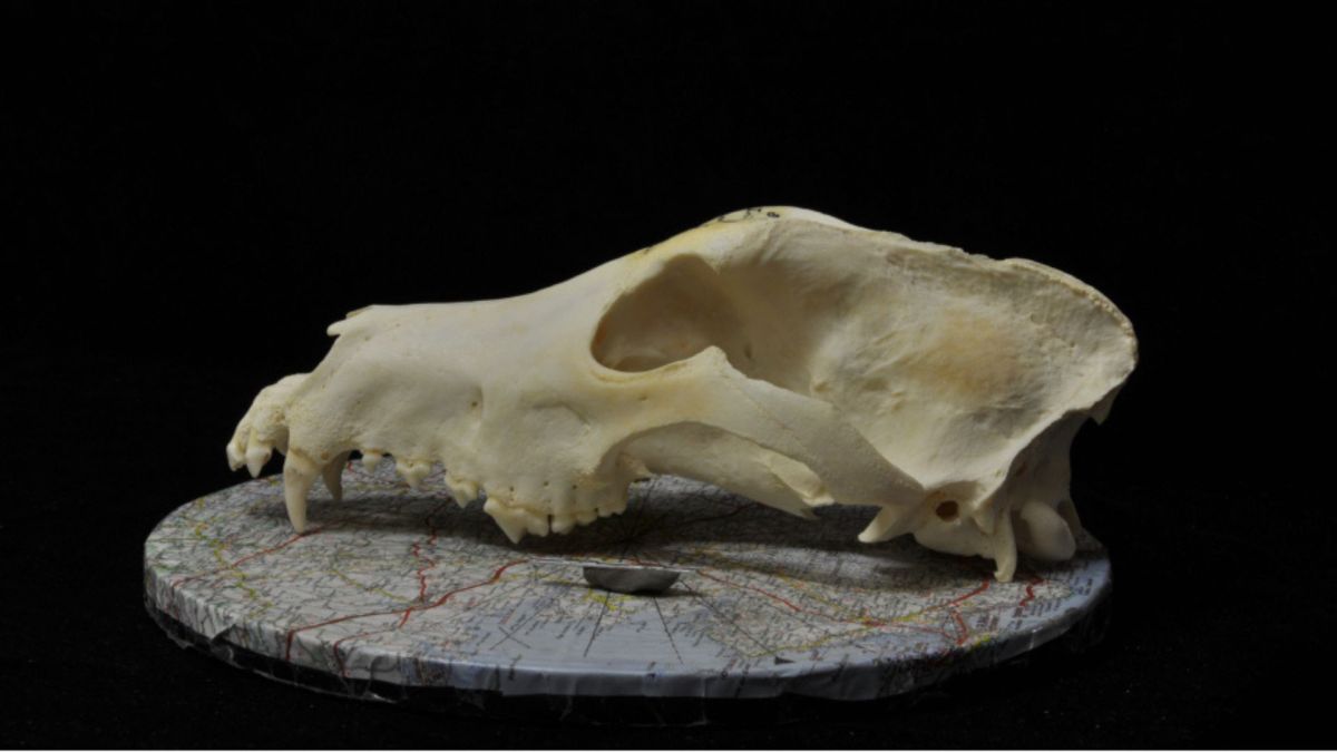 Photographie d'un crâne de chien moderne utilisé pour la reconstruction photogrammétrique des modèles 3D dans l'étude. // Source : C. Ameen (Université d'Exeter)
