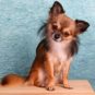 Chihuahua // Source : Pixabay -HG-Fotograpfie