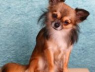 Chihuahua // Source : Pixabay -HG-Fotograpfie Chihuahua // Source : Pixabay -HG-Fotograpfie