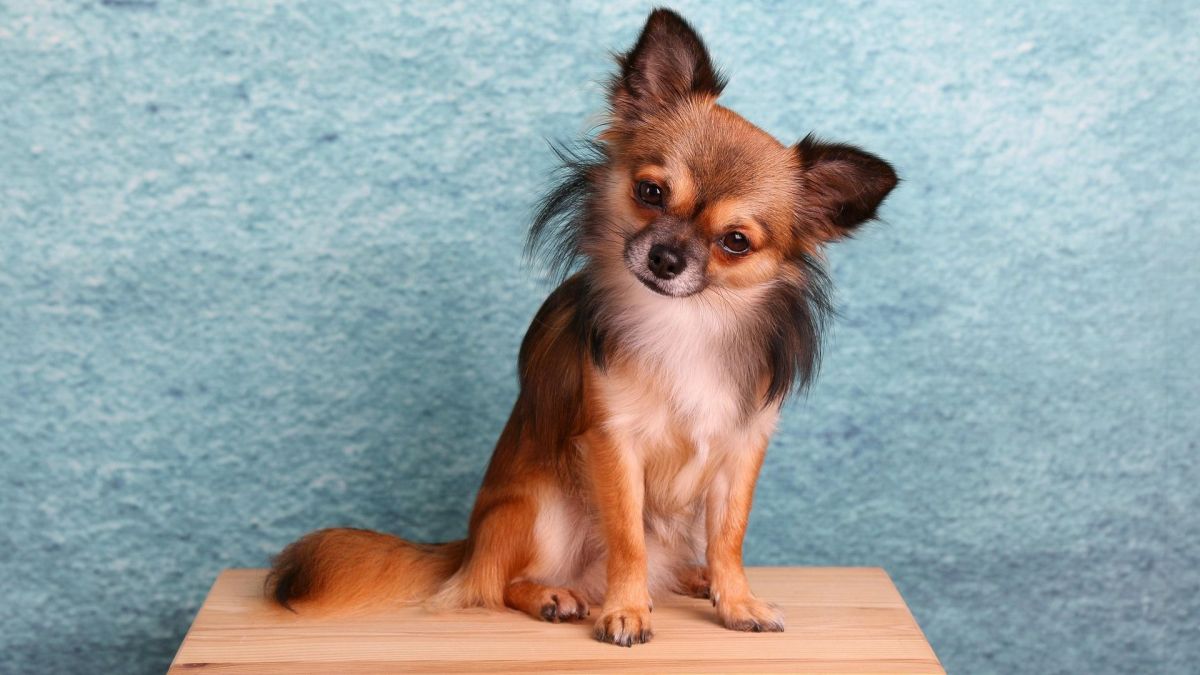 Chihuahua // Source : Pixabay -HG-Fotograpfie Chihuahua // Source : Pixabay -HG-Fotograpfie
