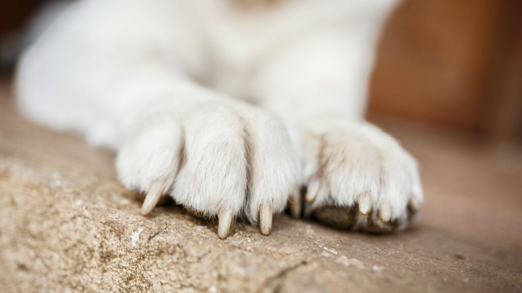 Le Saint-Bernard est moins « loup » que d'autres chiens. // Source : Canva Le Saint-Bernard est moins « loup » que d'autres chiens. // Source : Canva