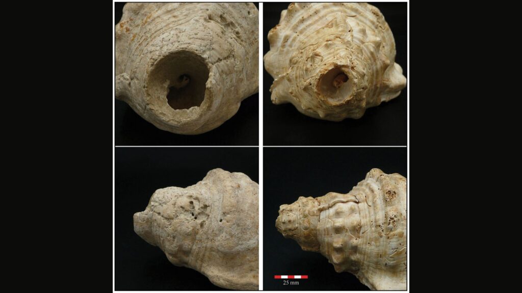 Détails de la coupe apicale des trompettes en coquillage 355-1-51 de Mas d'en Boixos (à gauche) et 408-24 de Gavà Mines (à droite) // Source : Miquel López-Garcia et Margarita Díaz-Andreu Détails de la coupe apicale des trompettes en coquillage 355-1-51 de Mas d'en Boixos (à gauche) et 408-24 de Gavà Mines (à droite) // Source : Miquel López-Garcia et Margarita Díaz-Andreu