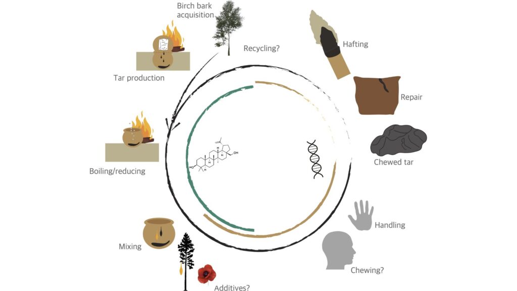 Une possible chaîne opératoire de la fabrication et de l'utilisation du goudron de bouleau dans l'Europe néolithique. // Source : Ancient DNA and biomarkers from artefacts: insights into technology and cultural practices in Neolithic Europe Une possible chaîne opératoire de la fabrication et de l'utilisation du goudron de bouleau dans l'Europe néolithique. // Source : Ancient DNA and biomarkers from artefacts: insights into technology and cultural practices in Neolithic Europe
