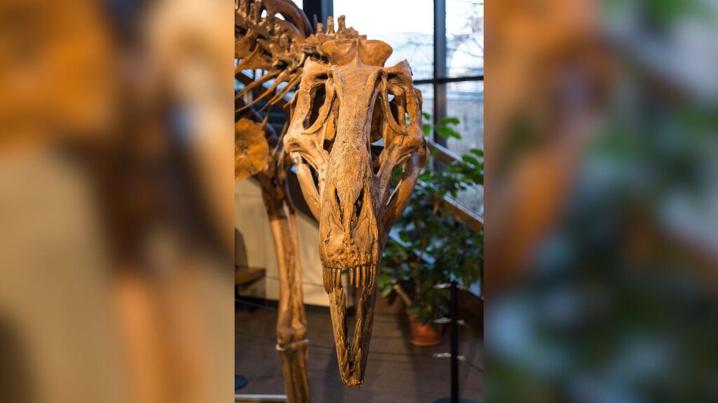 Crâne de face du Nannotyrannus Jane, au musée d'histoire naturelle de Cleveland // Source : Flickr -Tim Evanson (2014-12-26) Crâne de face du Nannotyrannus Jane, au musée d'histoire naturelle de Cleveland // Source : Flickr -Tim Evanson (2014-12-26)