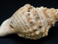 Trompette en coquille 408-24, de Can Tintorer, avec l'emplacement des trous A et B // Source : Miquel López-Garcia et Margarita Díaz-Andreu