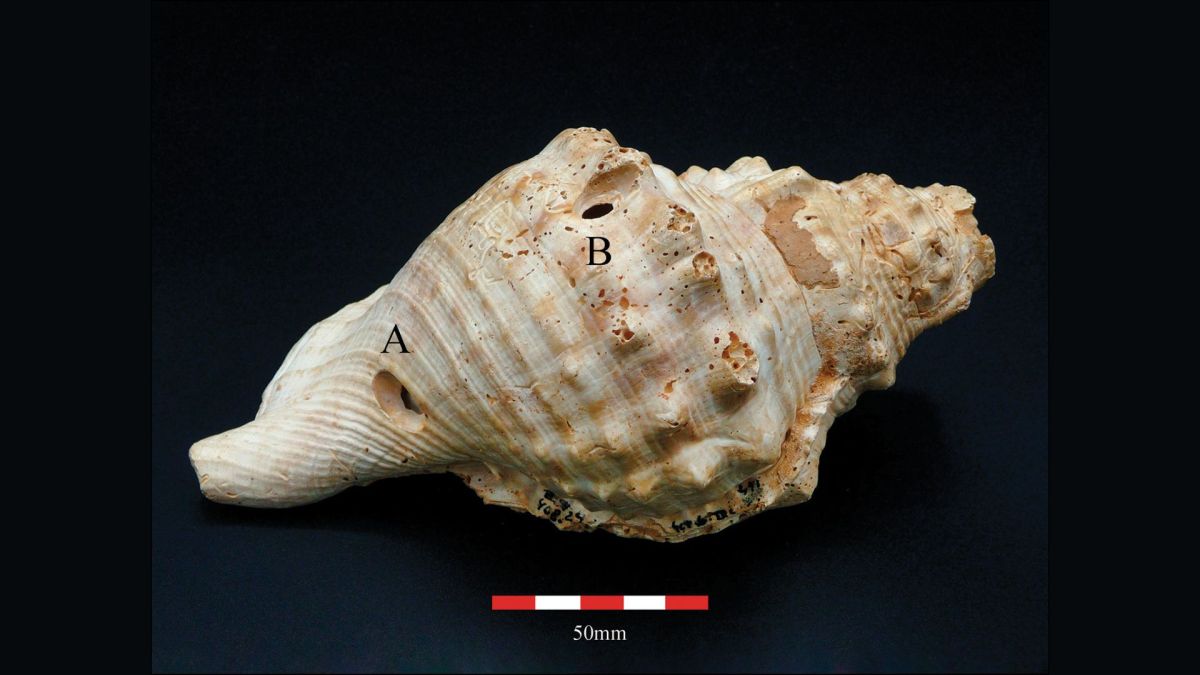 Trompette en coquille 408-24, de Can Tintorer, avec l'emplacement des trous A et B // Source : Miquel López-Garcia et Margarita Díaz-Andreu Trompette en coquille 408-24, de Can Tintorer, avec l'emplacement des trous A et B // Source : Miquel López-Garcia et Margarita Díaz-Andreu