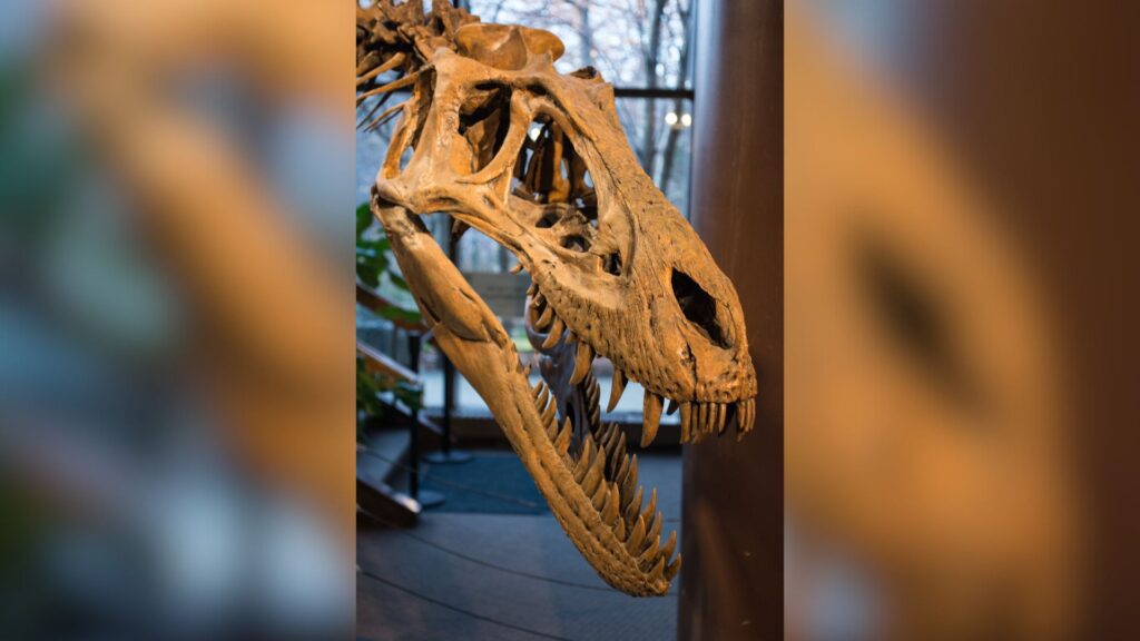 Crâne du Nannotyrannus Jane, au musée d'histoire naturelle de Cleveland // Source : Flickr -Tim Evanson (2014-12-26) Crâne du Nannotyrannus Jane, au musée d'histoire naturelle de Cleveland // Source : Flickr -Tim Evanson (2014-12-26)