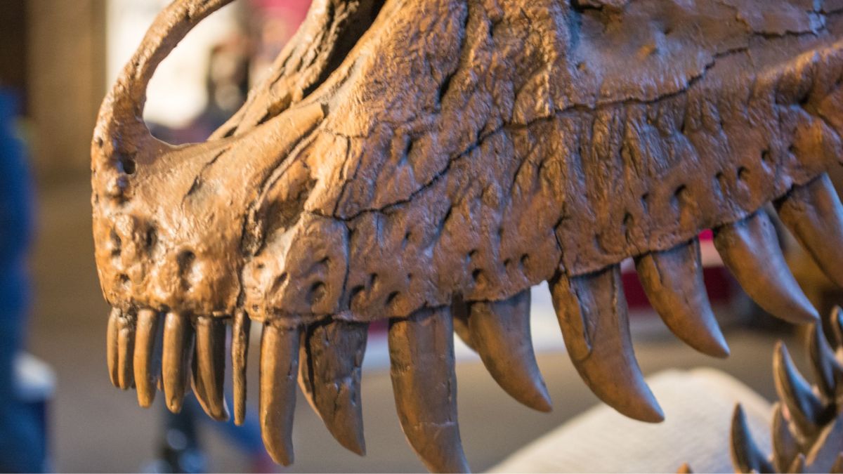 Mâchoire supérieur du Nannotyrannus Jane, au musée d'histoire naturelle de Cleveland // Source : Flickr -Tim Evanson (2014-12-26) Mâchoire supérieur du Nannotyrannus Jane, au musée d'histoire naturelle de Cleveland // Source : Flickr -Tim Evanson (2014-12-26)