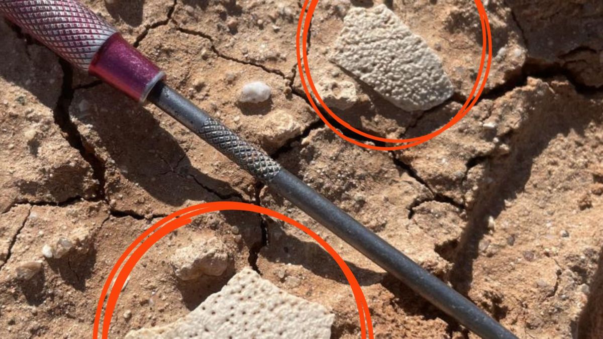 Fragments de coquille d'œuf de dinosaure exposés à Teel Ulaan Chaltsai, dans l'est du bassin du Gobi. // Source : Lindsay Zanno