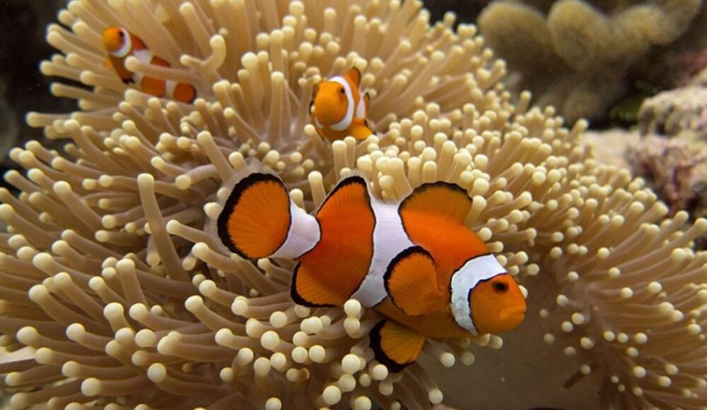 anémone poisson anémone poisson