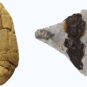 Les différents types d'artefacts analysés dans cette étude comprennent les morceaux de goudron de bouleau « mâchés, le goudron utilisé pour l'abattage. // Source : Ancient DNA and biomarkers from artefacts: insights into technology and cultural practices in Neolithic Europe - modifiée par Numerama