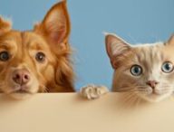 Chien et chat. // Source : Canva Chien et chat. // Source : Canva