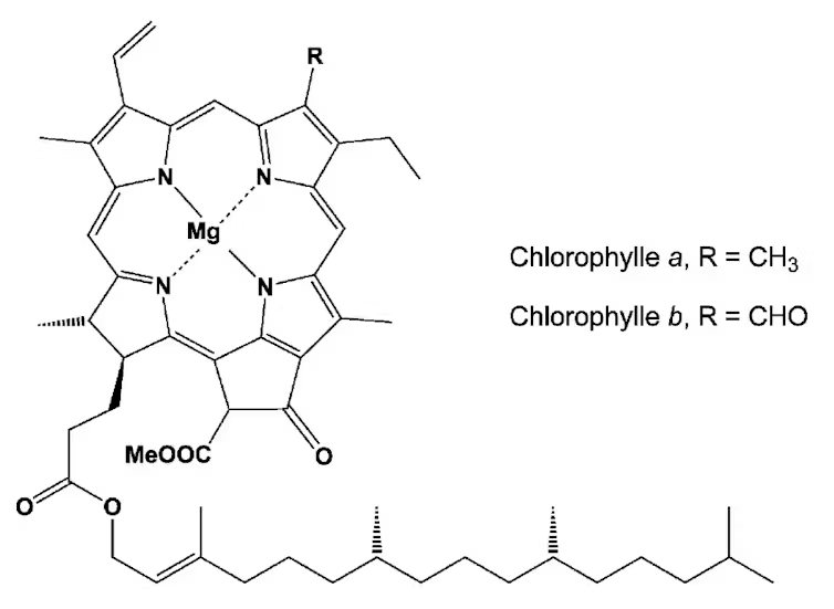 La chlorophylle ressemble beaucoup à notre hémoglobine, mais elle renferme un atome de magnésium (Mg, au centre) et non de fer. Et ça change tout ! // Source : Société chimique de France La chlorophylle ressemble beaucoup à notre hémoglobine, mais elle renferme un atome de magnésium (Mg, au centre) et non de fer. Et ça change tout ! // Source : Société chimique de France