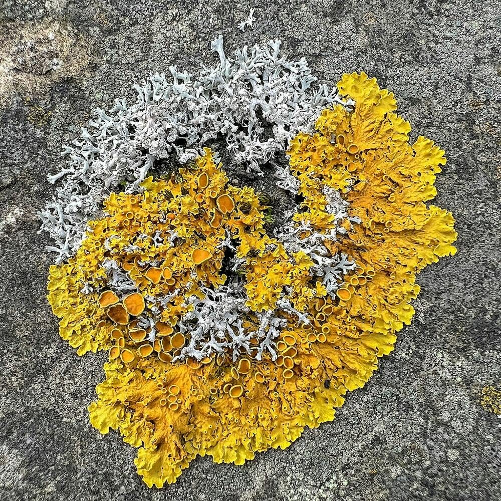 lichen lichen
