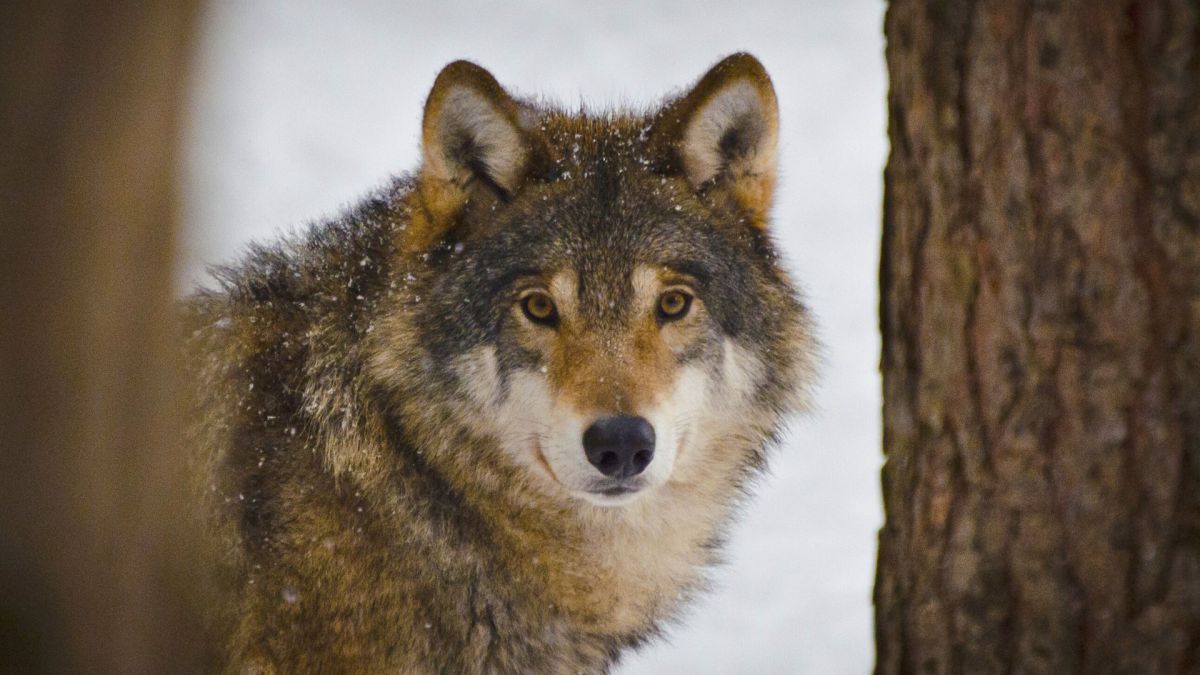 Un loup en hiver. // Source : Canva