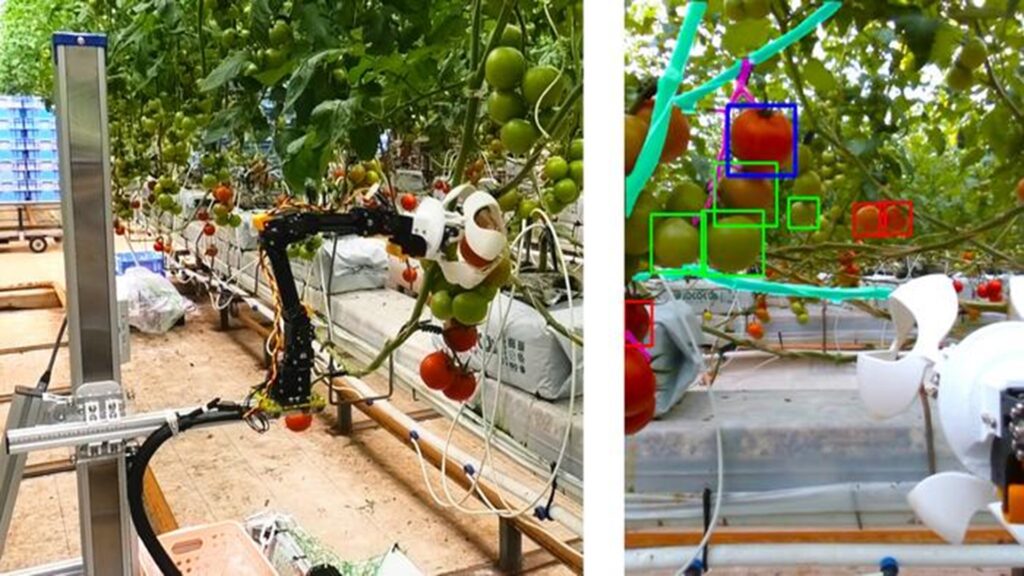 Le robot ramasseur de tomates et la manière dont il perçoit son environnement