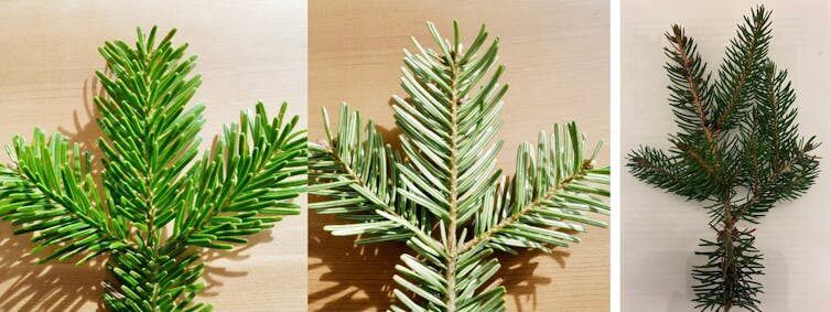 Rameau de sapin de Nordmann à gauche (face supérieure et inférieure), et d’épicéa sur la photo de droite. // Source : Thierry Gauquelin