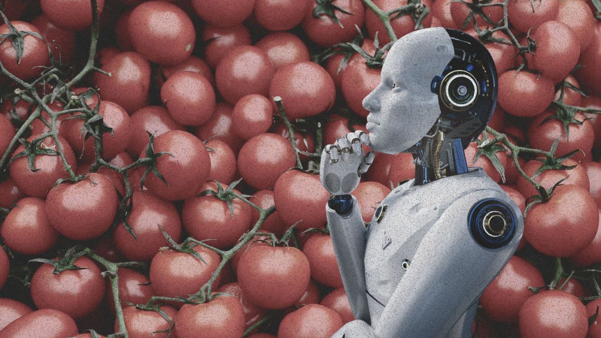 Pourquoi les robots ne savent toujours pas attraper des tomates. // Source : Montage Numerama avec Canva