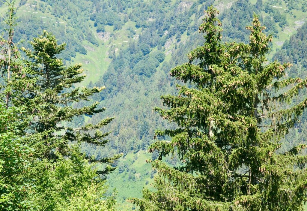 sapin épicéa