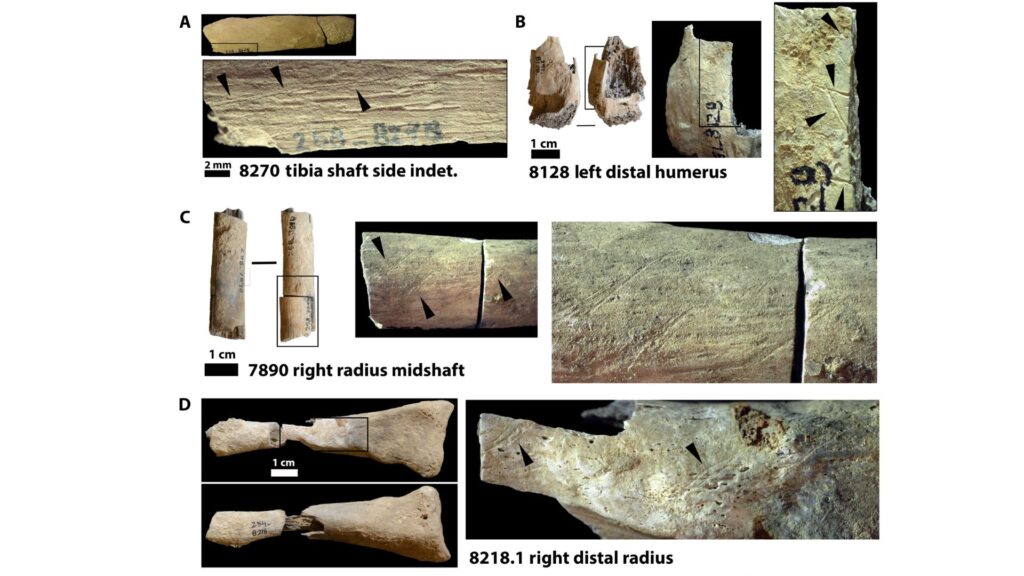 Modifications de la surface osseuse faites avec des outils en pierre. (A), (B), (C), (D) sont des marques de coupe // Source : Science Advances Modifications de la surface osseuse faites avec des outils en pierre. (A), (B), (C), (D) sont des marques de coupe // Source : Science Advances