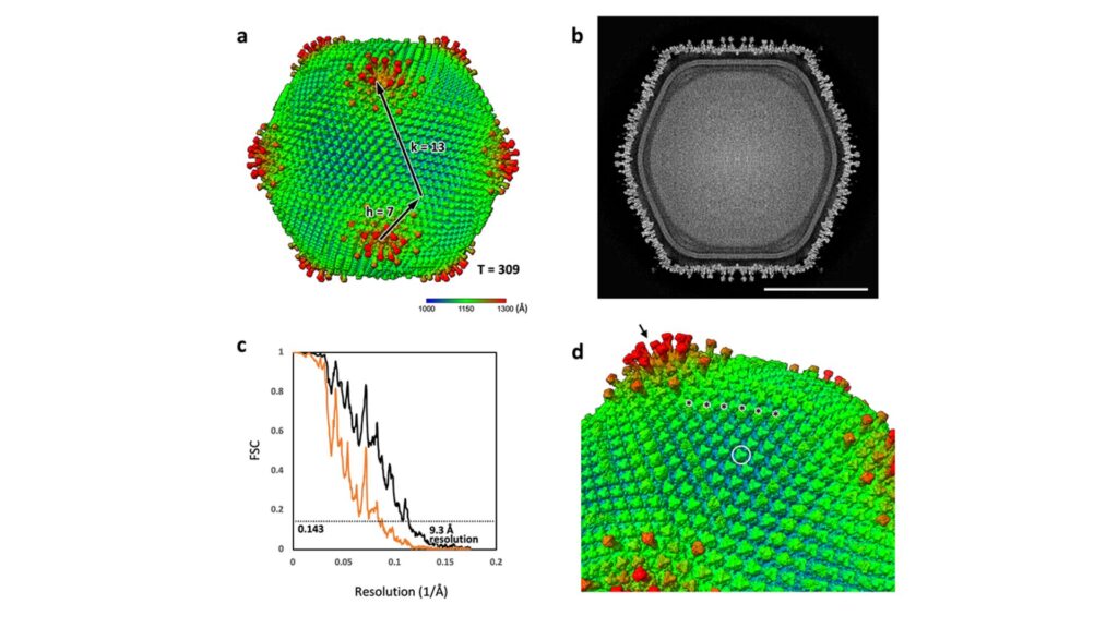 Une équipe de recherche conjointe a découvert et caractérisé l'ushikuvirus, un nouveau virus à ADN géant qui infecte la vermamoeba. Cette image (a) montre la reconstruction 3D du virus, mettant en évidence sa capside pointue (d). La découverte soutient en outre l'hypothèse de l'origine du virus nucléaire, qui propose que les virus ont joué un rôle dans l'évolution des cellules eucaryotes. // Source : Professeur Kazuyoshi Murata Une équipe de recherche conjointe a découvert et caractérisé l'ushikuvirus, un nouveau virus à ADN géant qui infecte la vermamoeba. Cette image (a) montre la reconstruction 3D du virus, mettant en évidence sa capside pointue (d). La découverte soutient en outre l'hypothèse de l'origine du virus nucléaire, qui propose que les virus ont joué un rôle dans l'évolution des cellules eucaryotes. // Source : Professeur Kazuyoshi Murata