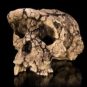 Moulage du crâne de Sahelanthropus tchadensis, une espèce découverte au début des années 2000 // Source : Didier Descouens, via Wikimedia Commons Moulage du crâne de Sahelanthropus tchadensis, une espèce découverte au début des années 2000 // Source : Didier Descouens, via Wikimedia Commons