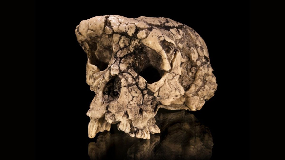 Moulage du crâne de Sahelanthropus tchadensis, une espèce découverte au début des années 2000 // Source : Didier Descouens, via Wikimedia Commons Moulage du crâne de Sahelanthropus tchadensis, une espèce découverte au début des années 2000 // Source : Didier Descouens, via Wikimedia Commons