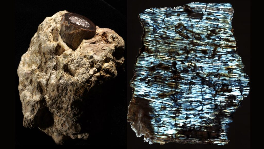 à gauche : Fragment d'os d'antilope dans une roche du site de Makapansgaat (Afrique du Sud), datant de 3 millions d'années et ayant abrité des humains primitifs/ à droite :  Image en lumière polarisée d'un os d'antilope fossilisé montrant du collagène intact (échelle : 1 mm de diamètre) // Source : Timothy Bromage et Bin Hu, NYU Dentistry