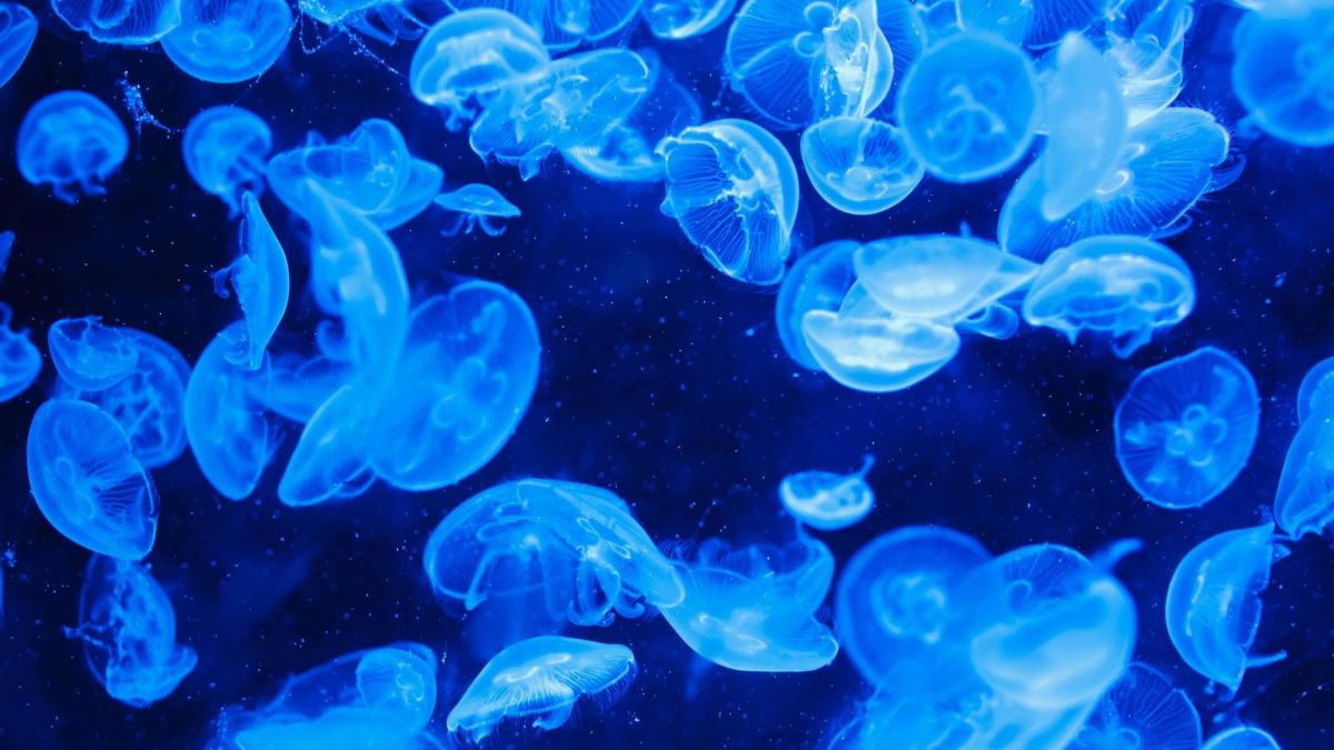 Méduses // Source : Pixabay Méduses // Source : Pixabay