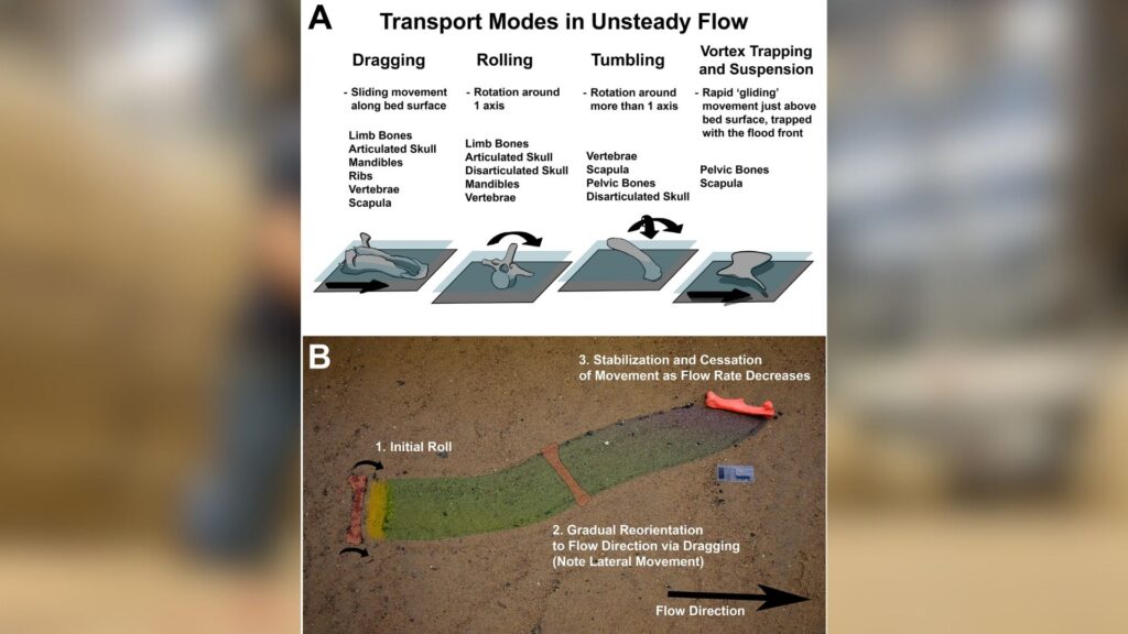 Modes de transport osseux lors d'un flux instable. A. Catégories de modalités de transport observées lors d'expériences / B. Séquence de modes de mobilité présentés par un modèle de fémur de dinosaure de l'initiation du mouvement à la stabilisation. // Source : Paleobiology Modes de transport osseux lors d'un flux instable. A. Catégories de modalités de transport observées lors d'expériences / B. Séquence de modes de mobilité présentés par un modèle de fémur de dinosaure de l'initiation du mouvement à la stabilisation. // Source : Paleobiology