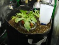 Sol, le plant de tomate. // Source : Martin DeVido Sol, le plant de tomate. // Source : Martin DeVido