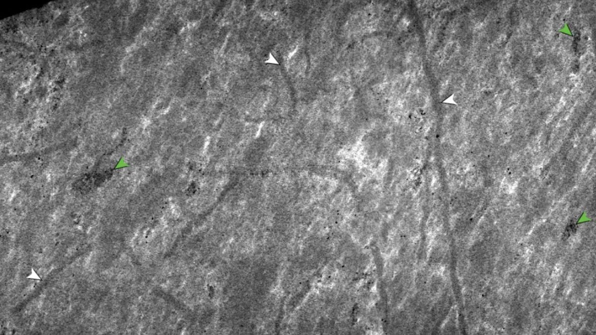 De minuscules terriers fossiles horizontaux croisent les couches de boue. Ces terriers ont été fabriqués par d'anciens vers. // Source : Nature ecology and evolution
