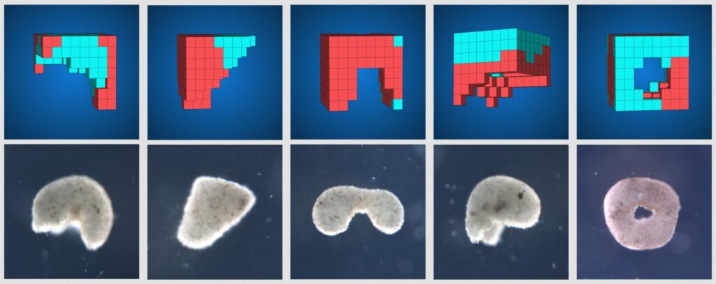 Le programme d’intelligence artificielle est capable de proposer des centaines de designs possibles, chacun ayant des propriétés spécifiques pour des applications différentes. // Source : Douglas Blackiston, Sam Kriegman Le programme d’intelligence artificielle est capable de proposer des centaines de designs possibles, chacun ayant des propriétés spécifiques pour des applications différentes. // Source : Douglas Blackiston, Sam Kriegman