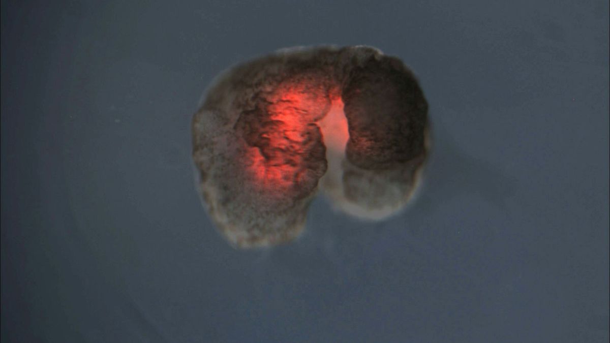 Un xénobot conçu par IA est fait de cellules de muscle cardiaque, ce qui lui permet de se déplacer // Source : Douglas Blackiston, Sam Kriegman Un xénobot conçu par IA est fait de cellules de muscle cardiaque, ce qui lui permet de se déplacer // Source : Douglas Blackiston, Sam Kriegman