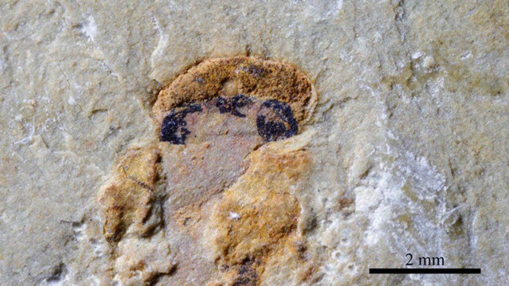 Gros plan de la tête d'un fossile de myllokunmingiidé, le plus ancien vertébré connu, révélant quatre yeux — deux grands yeux latéraux et deux yeux centraux plus petits — conservés sous forme de taches sombres dans le fossile // Source : Xiangtong Lei et Sihang Zhang