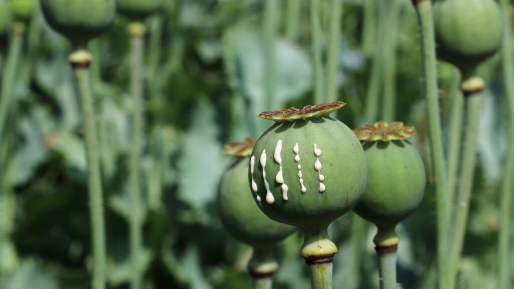 Pavot à opium (Papaver somniferum) exsudant du latex, qui est l'opium, depuis des insicions // Source : Wikimédia- George Chernilevsky Pavot à opium (Papaver somniferum) exsudant du latex, qui est l'opium, depuis des insicions // Source : Wikimédia- George Chernilevsky