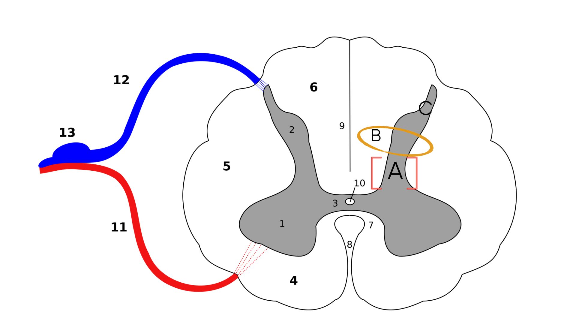 Schéma d'une coupe transversale de la moelle épinière. 1/ Corne antérieure 2/ Corne postérieure A/Noyaux profonds répondant au toucher B/ zone du portillon à la jonction entre le circuit de la douleur et du toucher C/ Noyaux répondants aux signaux de douleur // Source : Wikimédia Commons -Polarlys- Modification Numerama Schéma d'une coupe transversale de la moelle épinière. 1/ Corne antérieure 2/ Corne postérieure A/Noyaux profonds répondant au toucher B/ zone du portillon à la jonction entre le circuit de la douleur et du toucher C/ Noyaux répondants aux signaux de douleur // Source : Wikimédia Commons -Polarlys- Modification Numerama