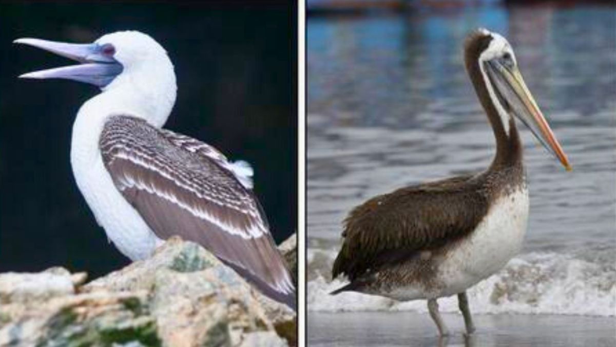 Principales espèces d'oiseaux producteurs de guano (de gauche à droite) - le booby péruvien (Sula variegata), le pélican péruvien (Pelecanus thagus) // Source : Diego H. and Claude Kolwelter, iNaturalist.org Principales espèces d'oiseaux producteurs de guano (de gauche à droite) - le booby péruvien (Sula variegata), le pélican péruvien (Pelecanus thagus) // Source : Diego H. and Claude Kolwelter, iNaturalist.org