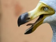 Reconstitution d'un dodo. // Source : Envato Reconstitution d'un dodo. // Source : Envato