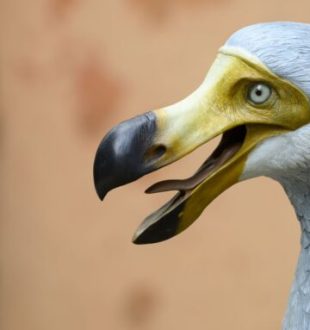 Reconstitution d'un dodo. // Source : Envato Reconstitution d'un dodo. // Source : Envato