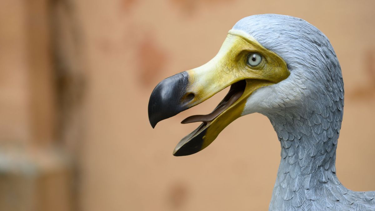 Reconstitution d'un dodo. // Source : Envato Reconstitution d'un dodo. // Source : Envato