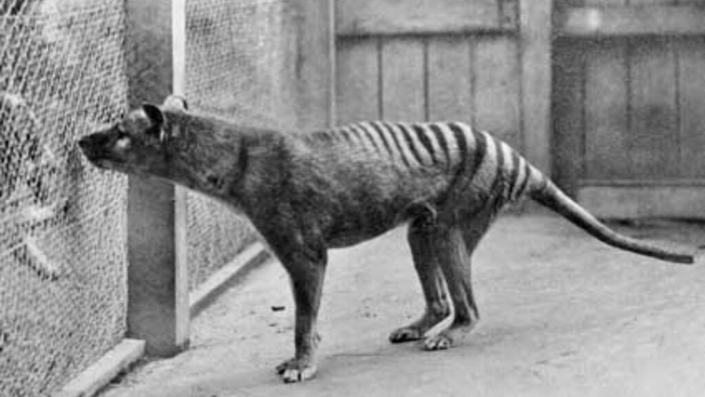 Dernière photographie connue d'un thylacine, en 1933. // Source : Domaine public Dernière photographie connue d'un thylacine, en 1933. // Source : Domaine public