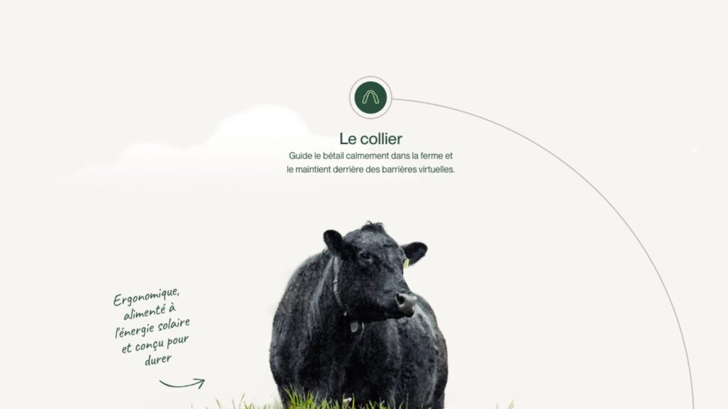 Le collier connecté pour bovins. // Source : Halter