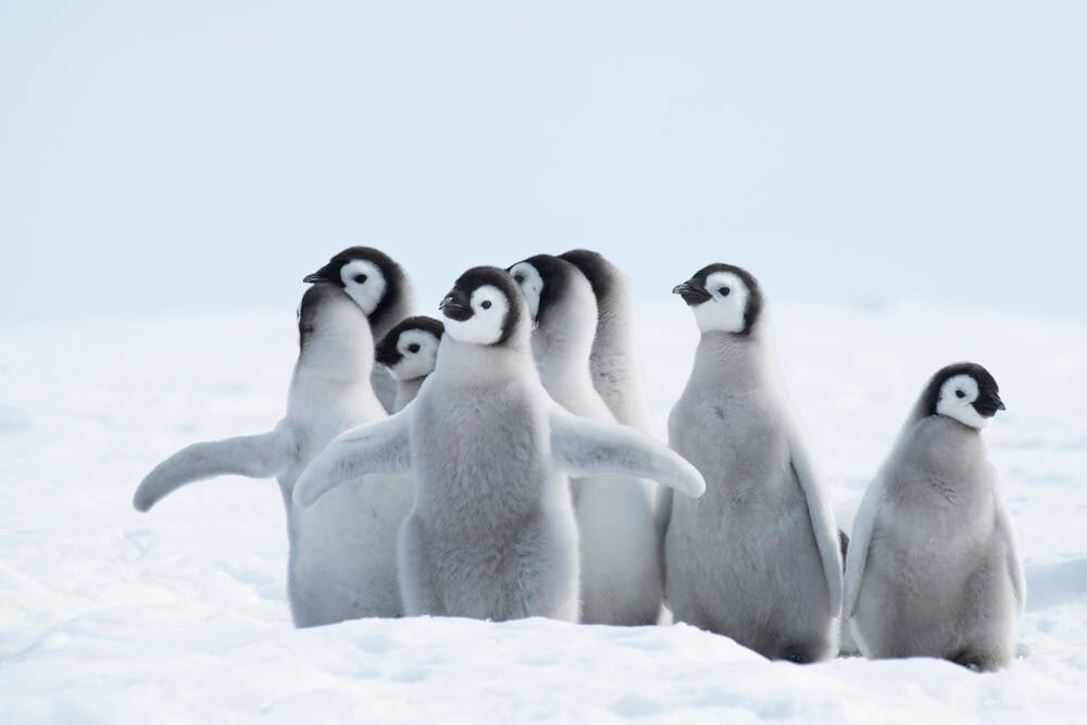 Les plumes des manchots empêchent la glace et la neige de pénétrer mais pas l’eau liquide. // Source : Vladsilver/Shutterstock Les plumes des manchots empêchent la glace et la neige de pénétrer mais pas l’eau liquide. // Source : Vladsilver/Shutterstock
