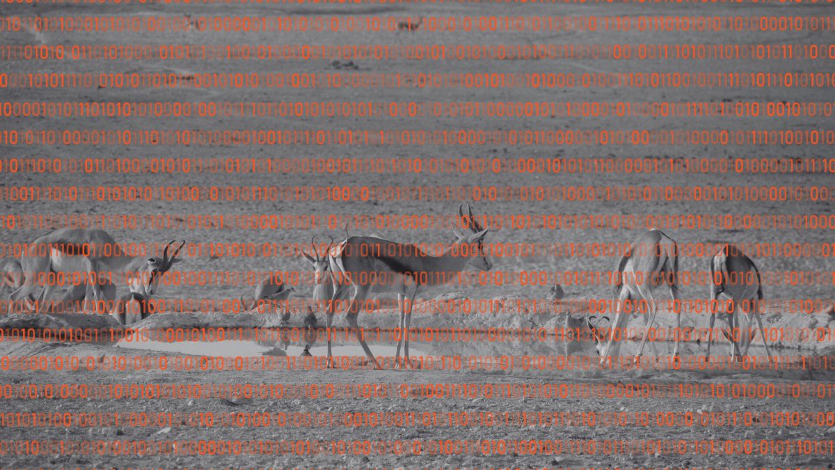 watering hole // Source : montage Numerama
