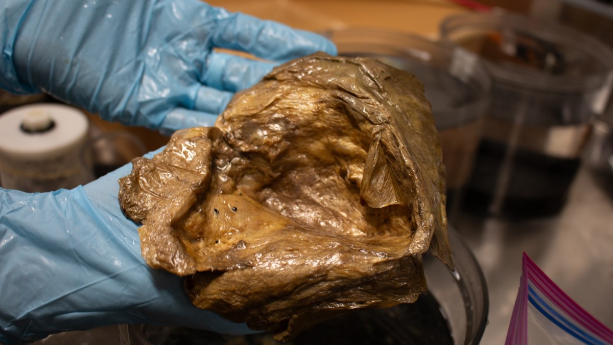 Orbe doré retrouvé au fond du golfe de l'Alaska. Source : NOAA Fisheries Orbe doré retrouvé au fond du golfe de l'Alaska. Source : NOAA Fisheries